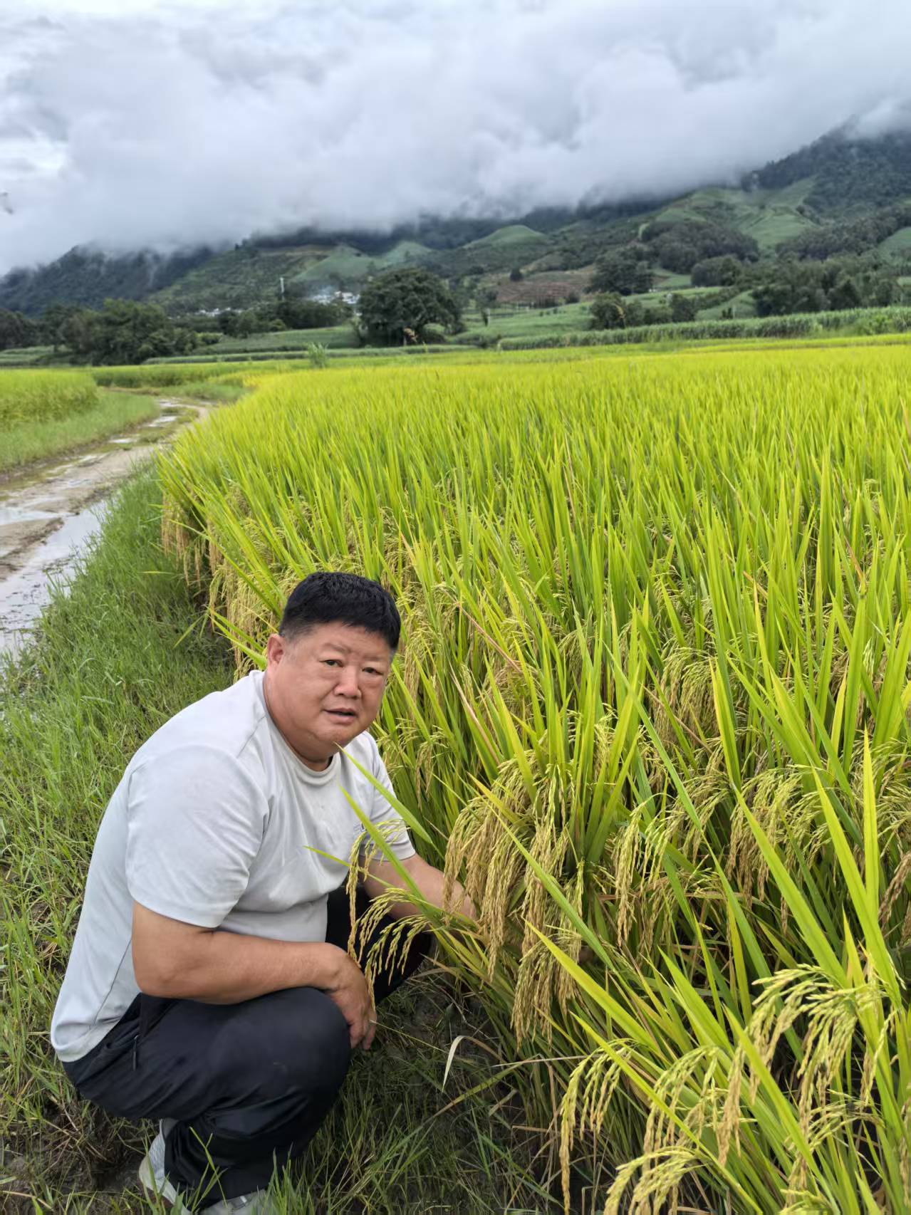 生态水稻种植基地