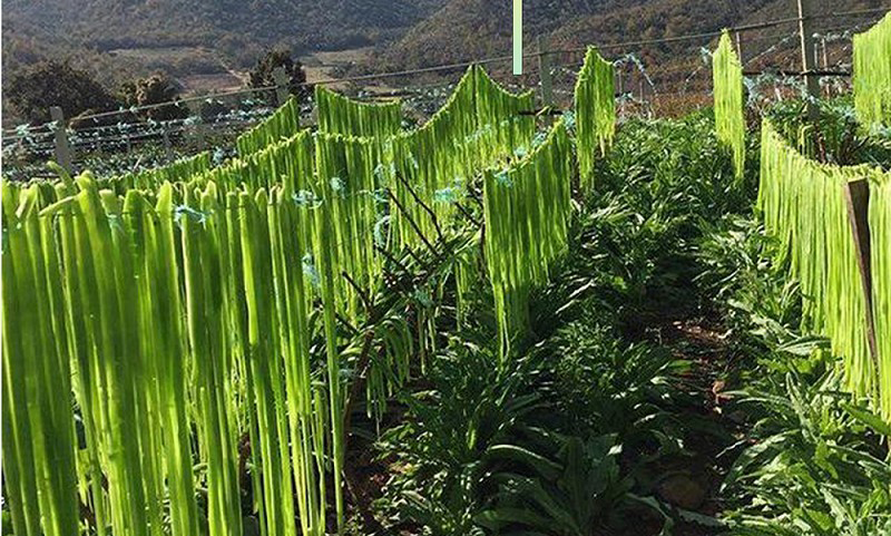 深耕高原特色农业 初心惠农共筑振兴——永胜正合农业以实干践行助农使命