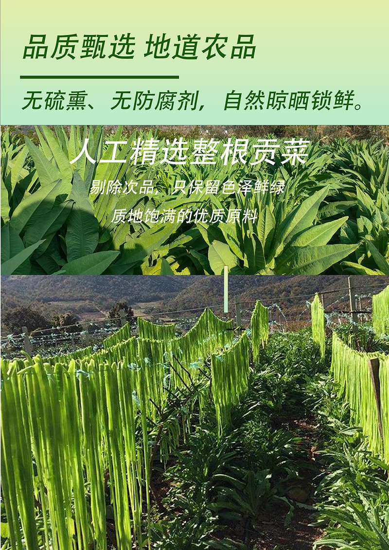 贡菜1