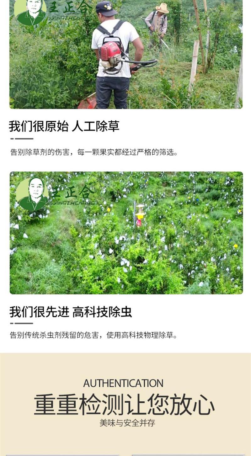 石榴详情页_7
