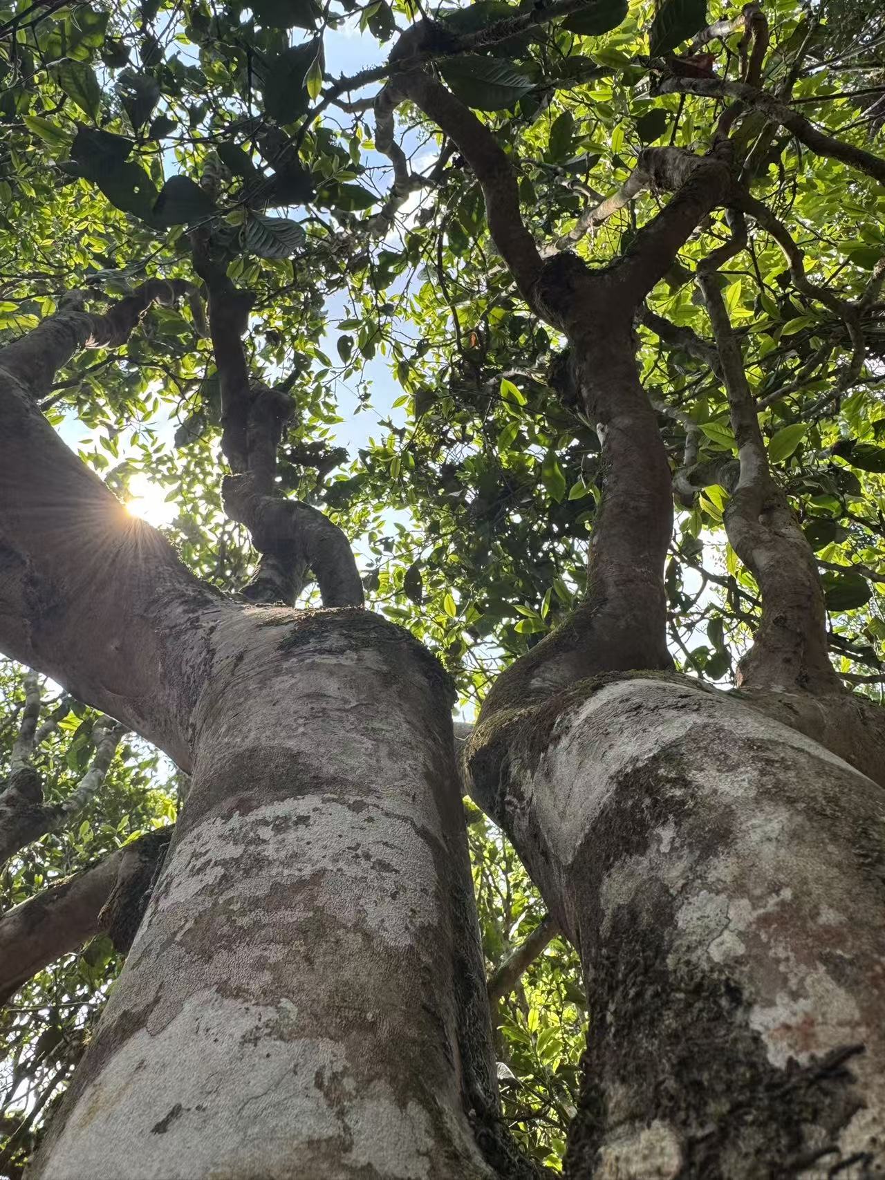 老班章茶叶 (5)