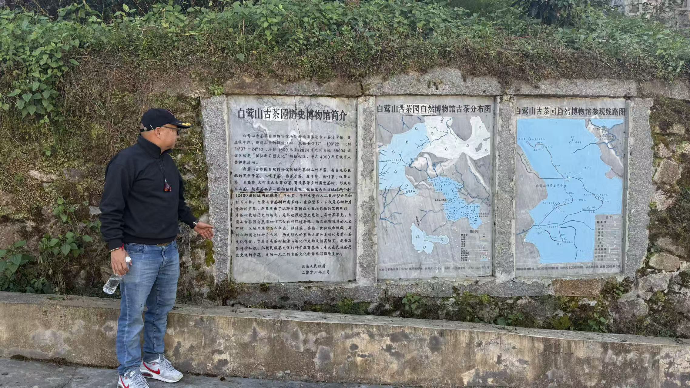 白莺山古茶园
