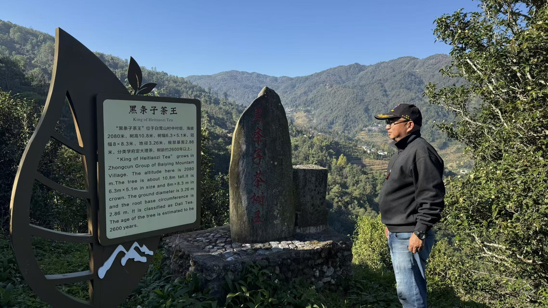 白莺山古茶园