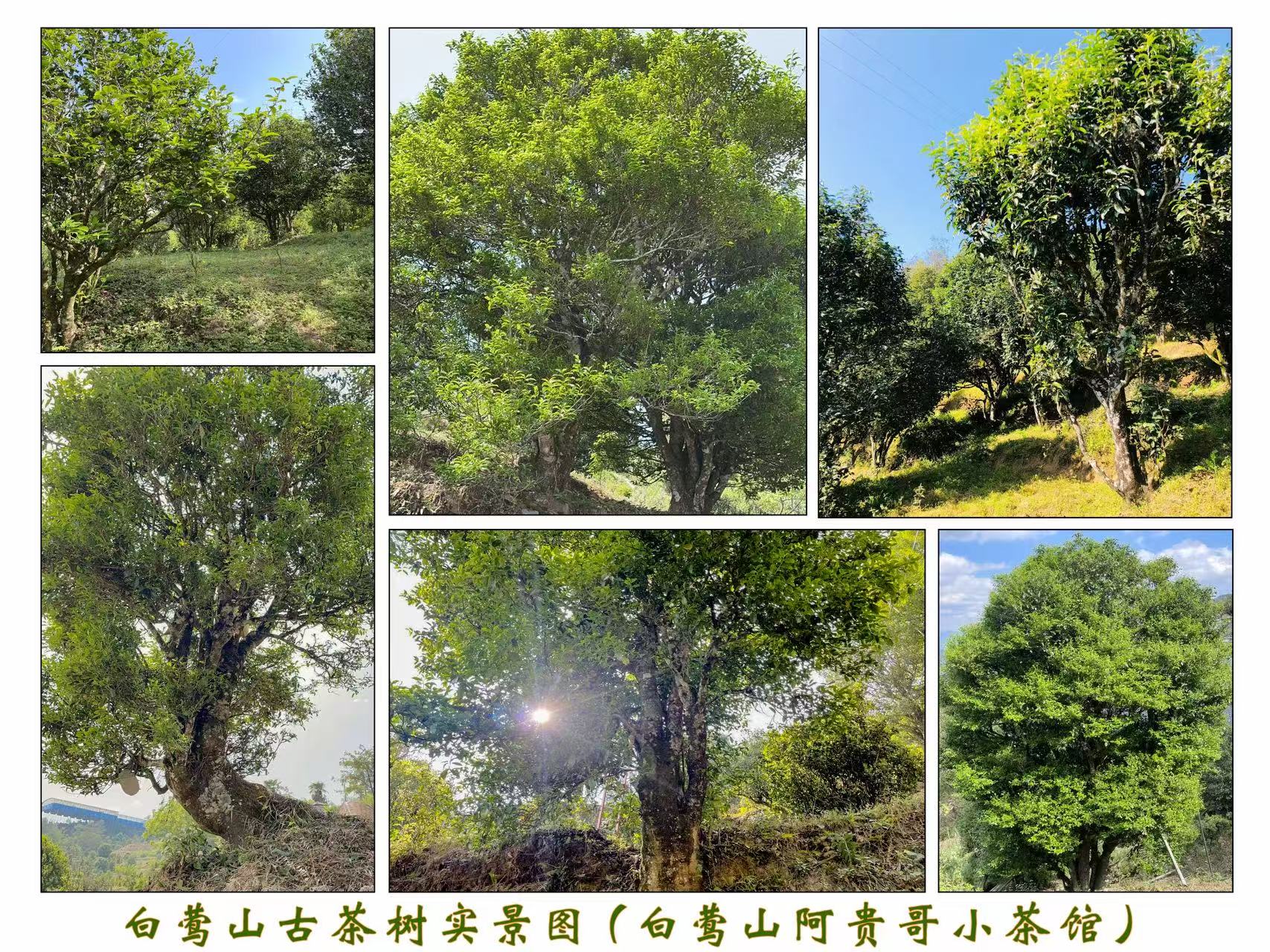 白莺山古茶树实景图(白莺山阿贵哥小茶馆)
