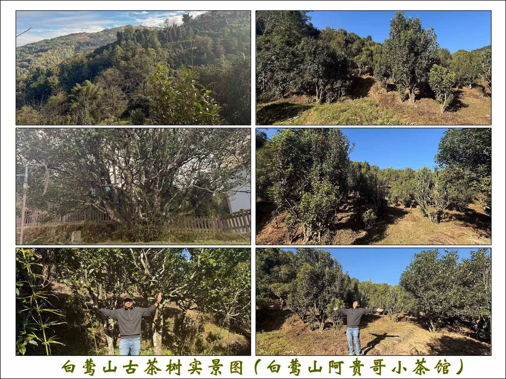 白莺山古茶树实景图(白莺山阿贵哥小茶馆)