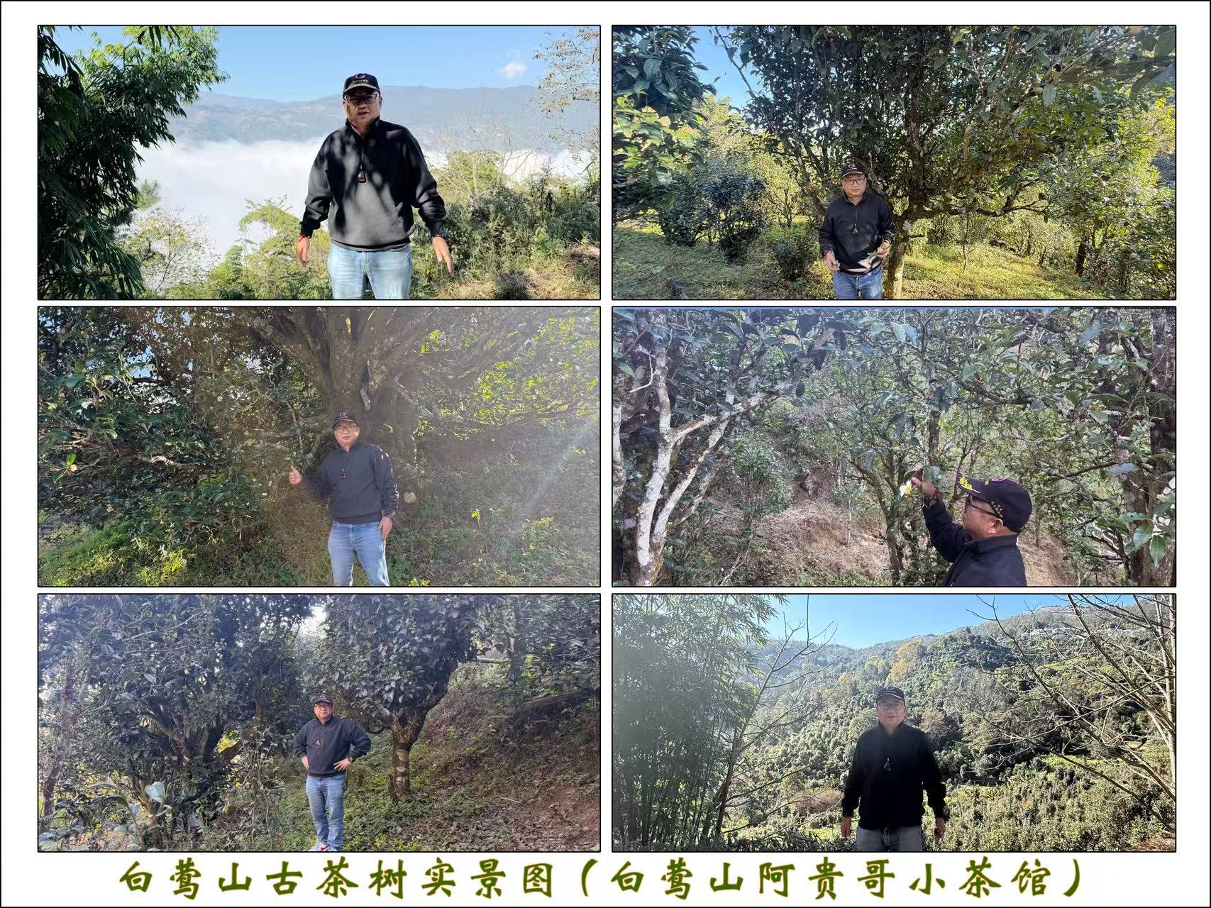 白莺山古茶树实景图(白莺山阿贵哥小茶馆)