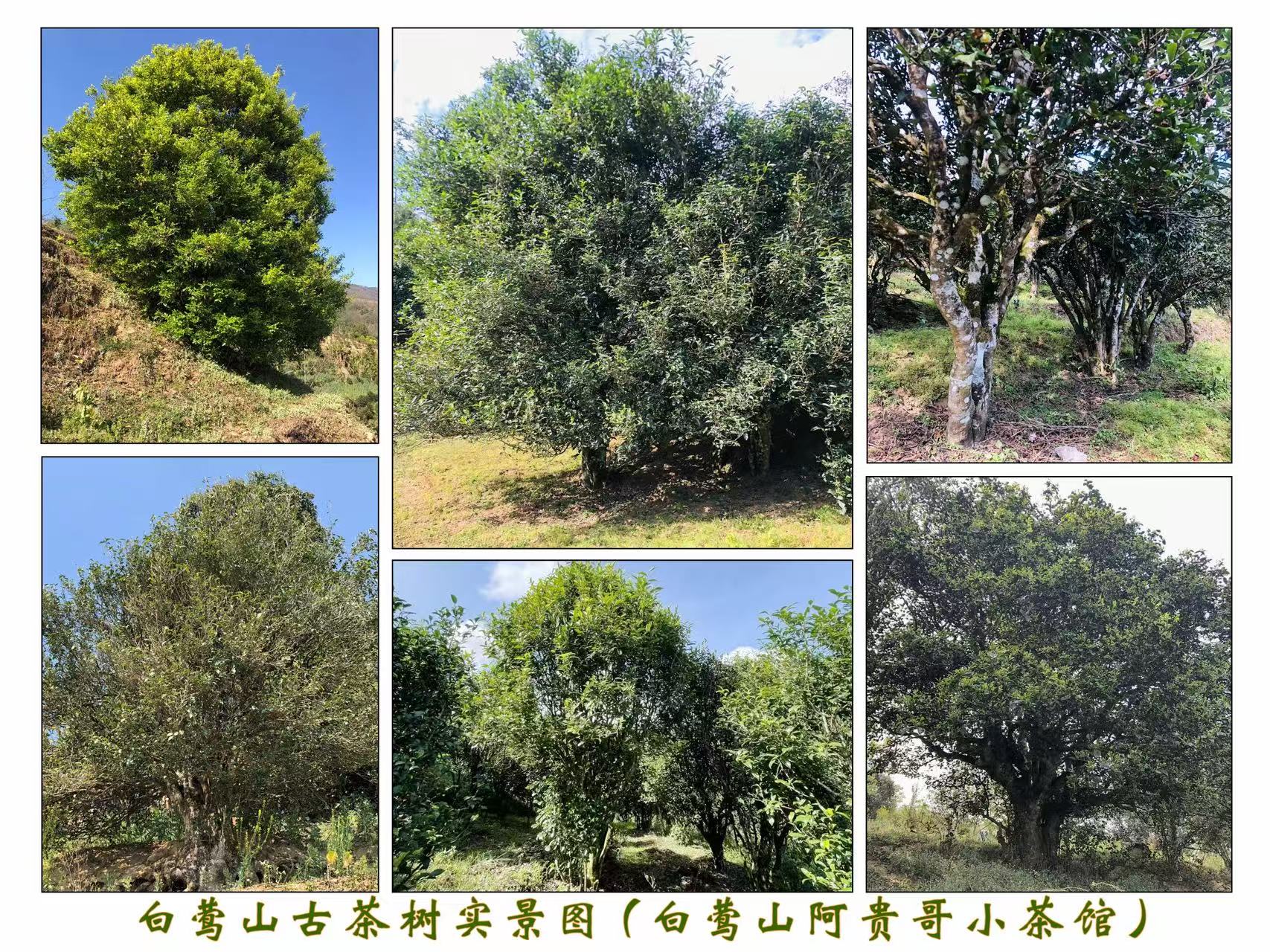 白莺山古茶树实景图(白莺山阿贵哥小茶馆)