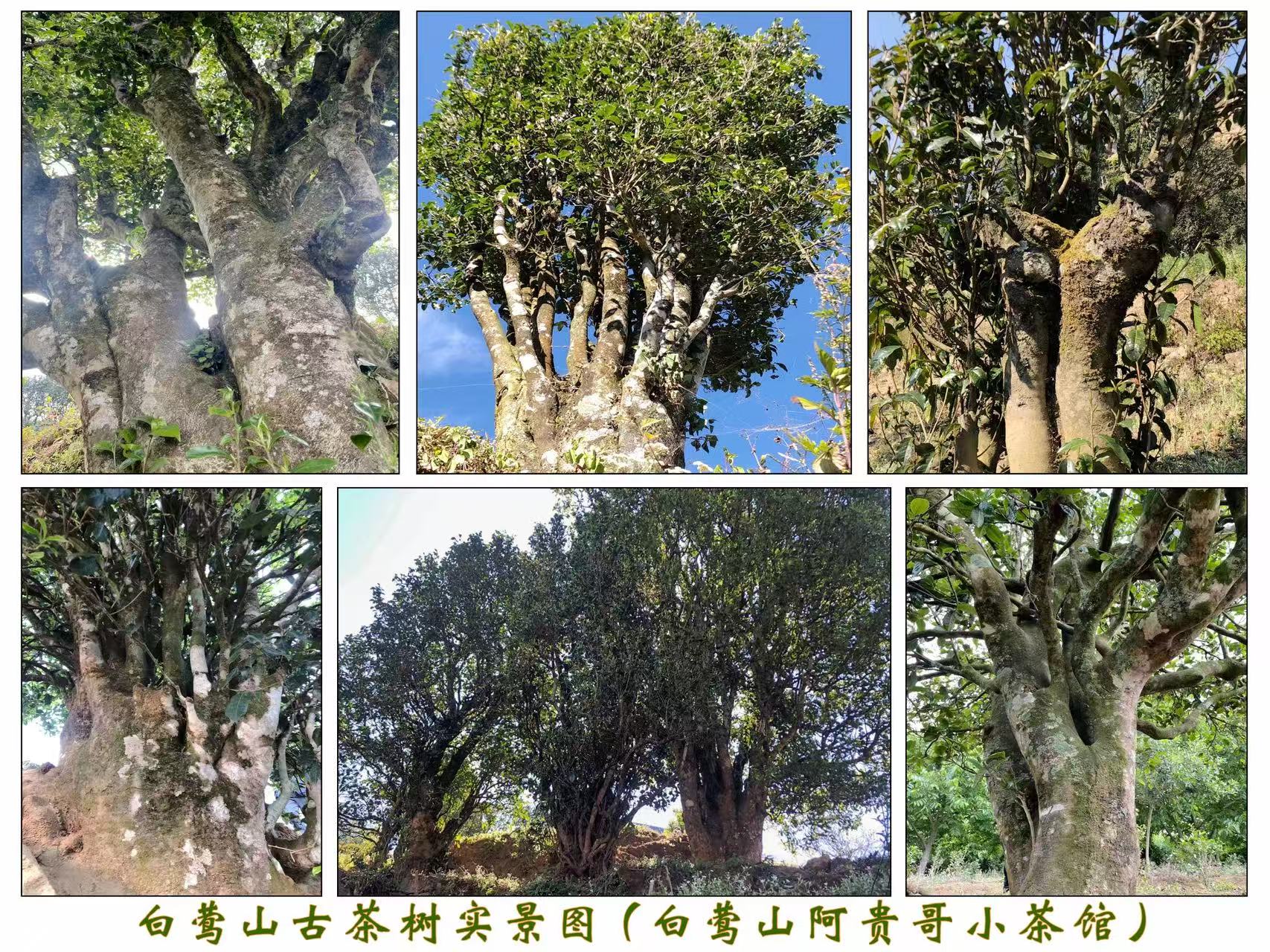 白莺山古茶树实景图(白莺山阿贵哥小茶馆)