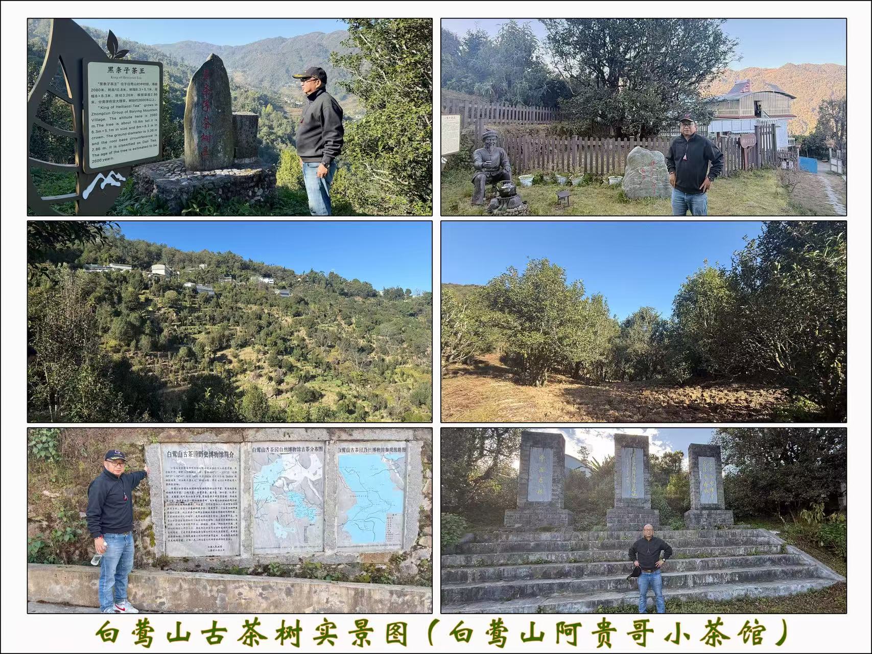 白莺山古茶树实景图(白莺山阿贵哥小茶馆)