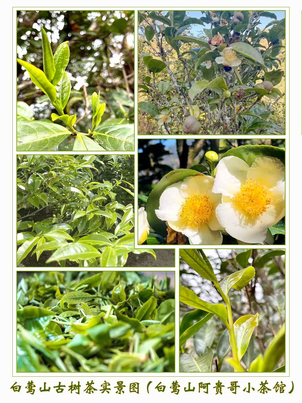 白莺山古树茶实景图(白莺山阿贵哥小茶馆)
