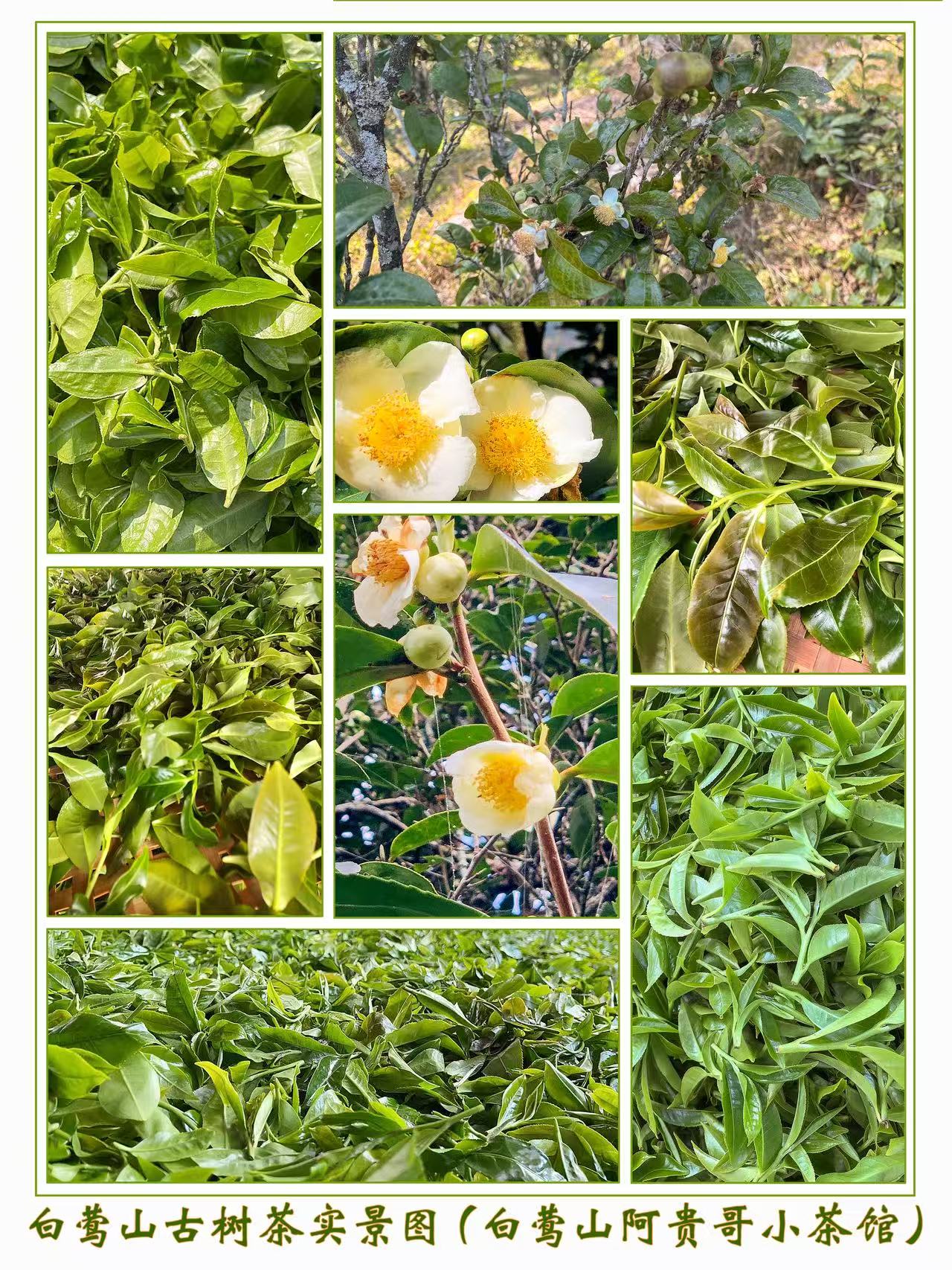 白莺山古树茶实景图(白莺山阿贵哥小茶馆)