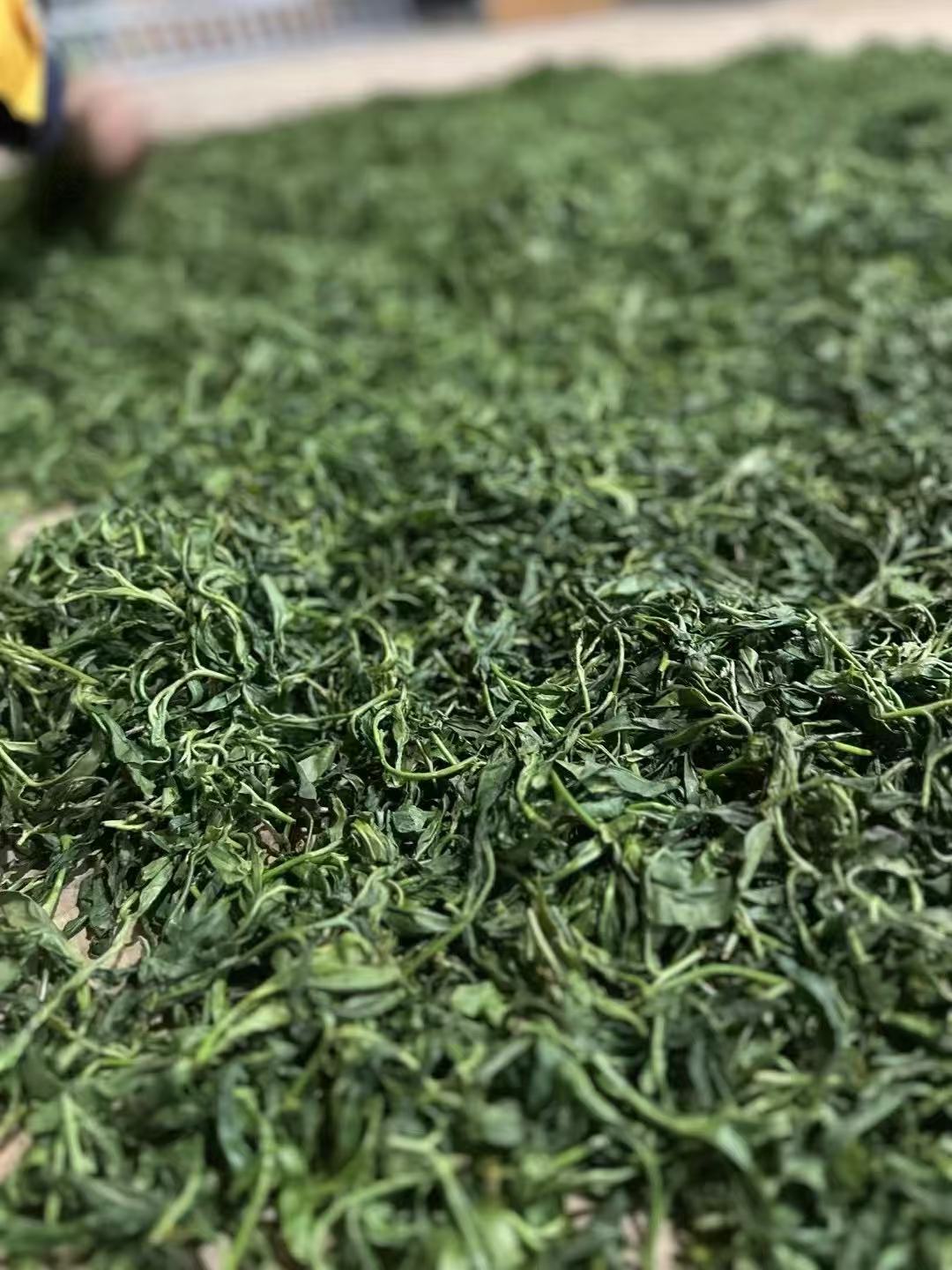 探秘白莺山古树茶:百年古茶树孕育的山野本味