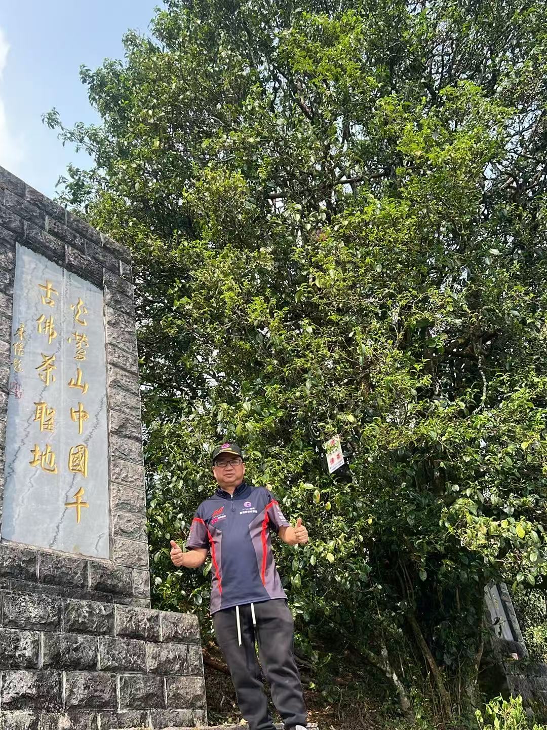 什么是白莺山古树茶?古茶树群落的独特茶香密码