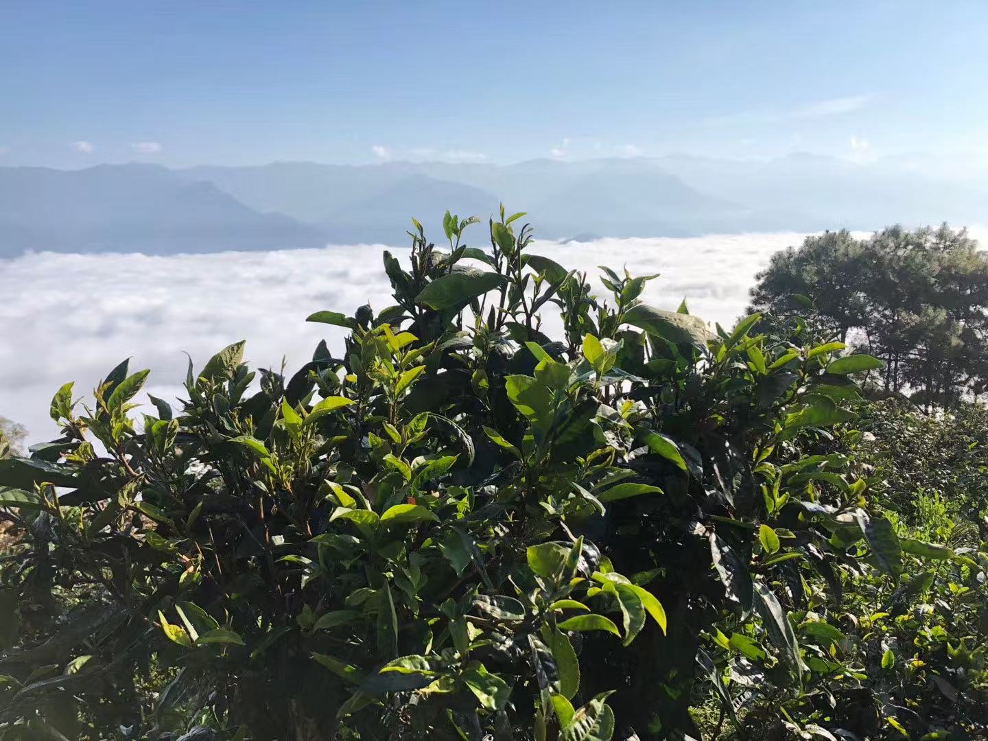 一文读懂白莺山古树茶,风味特点与产地优势解析