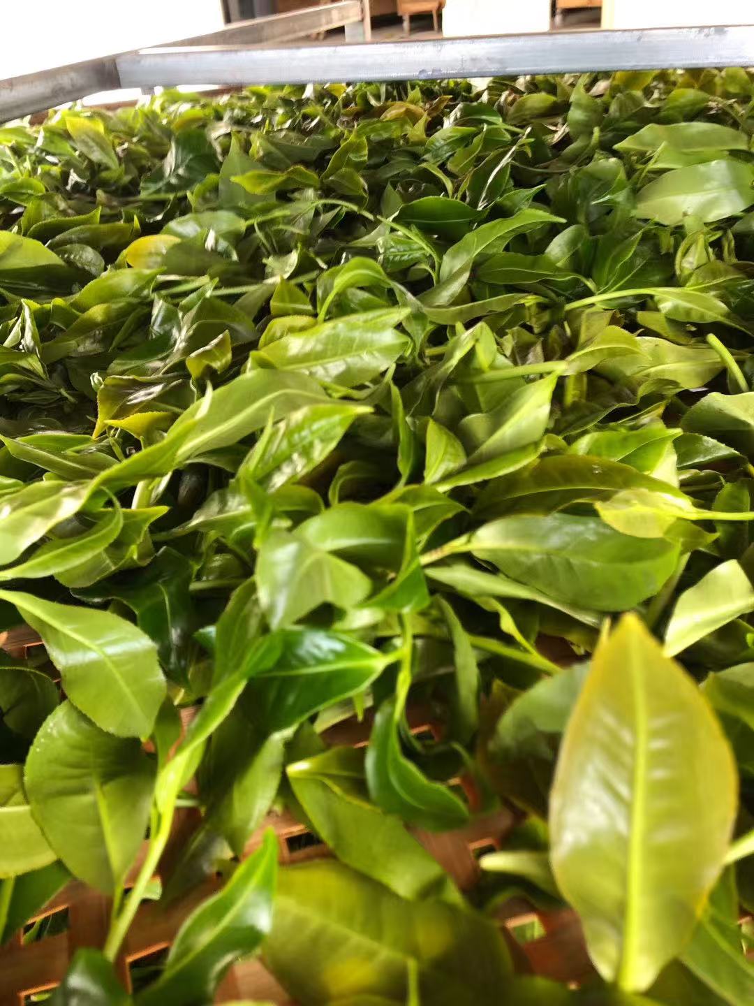 白莺山古树茶:澜沧江畔不可忽视的古茶种质瑰宝