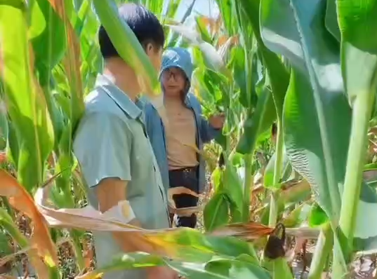 案例视频对比