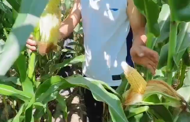 实用案例视频