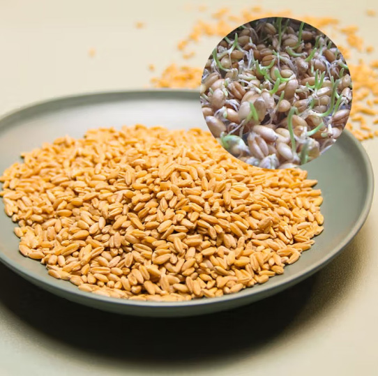 新疆农家小麦仁 800g