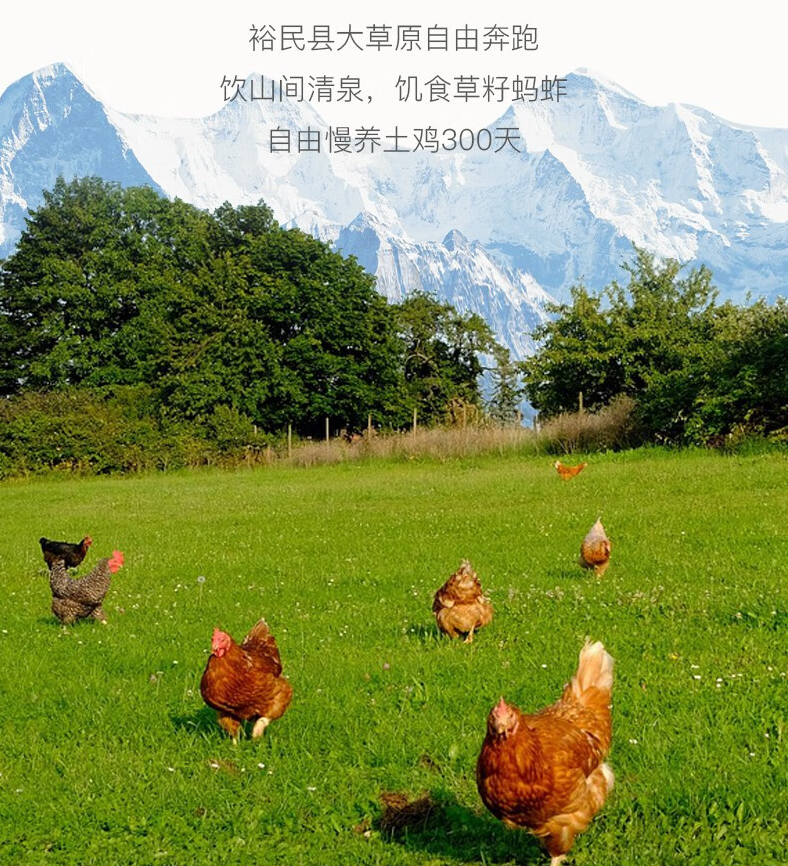 新疆特产裕民山花土鸡 6斤 (2)