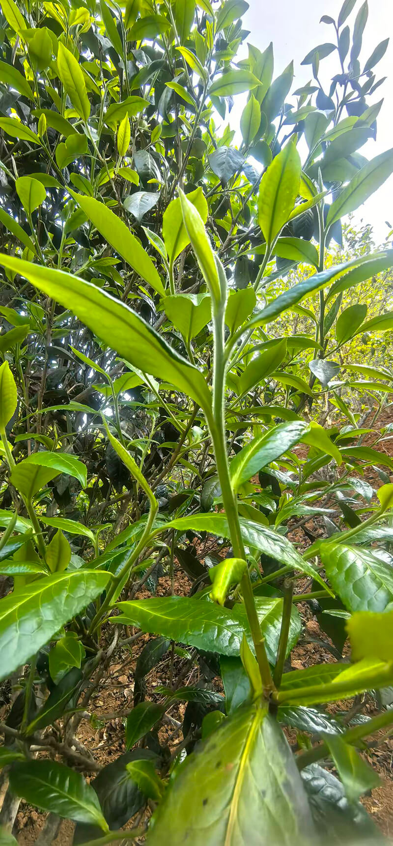 茶叶基地 (12)